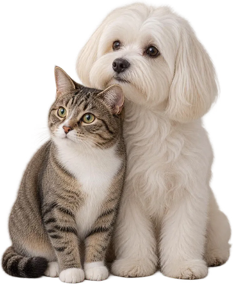 Un gato atigrado y un perro maltés blanco juntos