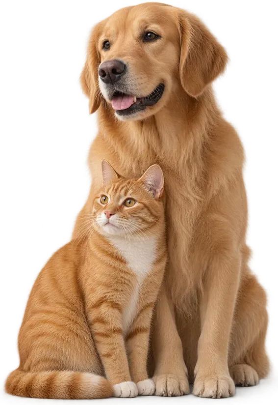 Un perro golden retriever y un gato naranja sentados juntos